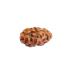 RZ 1 Mukhi Rudraksha