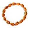 RZ 2 Mukhi Rudraksha Bracelet